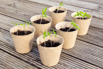 Small tomato seedlings in biodegradable peat pots on a wooden surface.