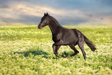 Obraz na płótnie Canvas black horse running