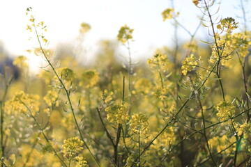 Canola; There are both edible and industrial forms produced from the seed of any of several cultivars of the plant family Brassicaceae. 
