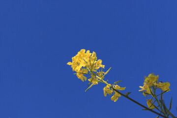 Canola; There are both edible and industrial forms produced from the seed of any of several cultivars of the plant family Brassicaceae. 