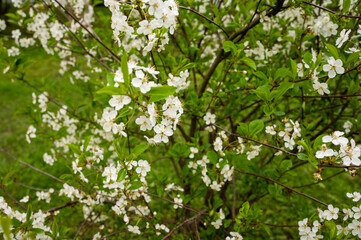 Blooming cherry tree in spring. High quality photo