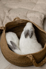 White rabbits in a basket. Children's Easter spring photo zone with rabbits and chickens