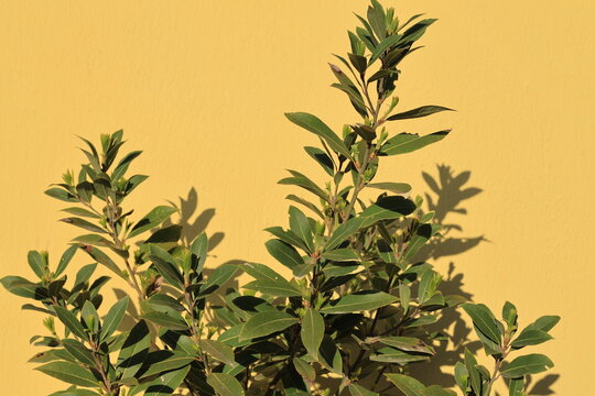 Bay Leaf, Laurus nobilis is an aromatic evergreen tree or large shrub with green, glabrous smooth leaves. It is native to the Mediterranean region and is used like a bay leaf for seasoning in cooking.