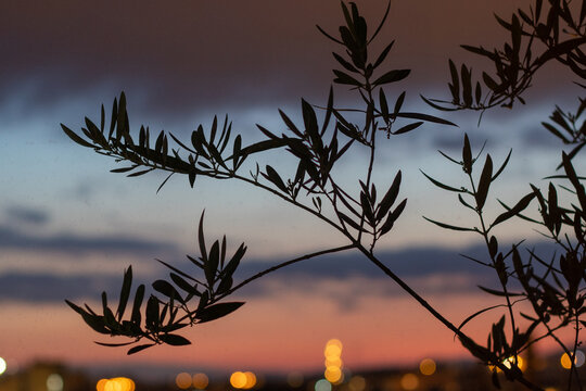 Olivera con puesta de sol