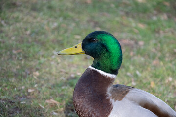 duck