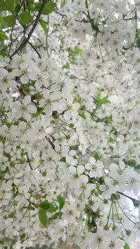 white flowers in spring