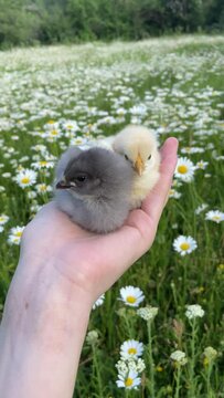 baby bird in hand