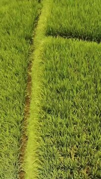 Aerial view of rice field