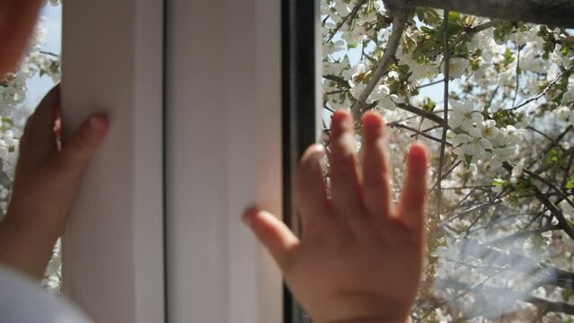 Toddler's little hands touch the glass of a plastic window. Outside the window, bees fly and land on the flowers of a blossoming cherry tree.