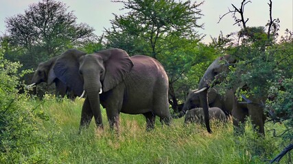 wildlife elephant