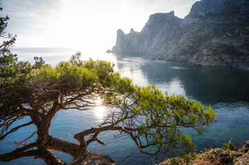 Obraz premium Pine in the rocks against the background of the sea
