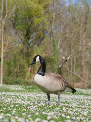 country goose in the meadow