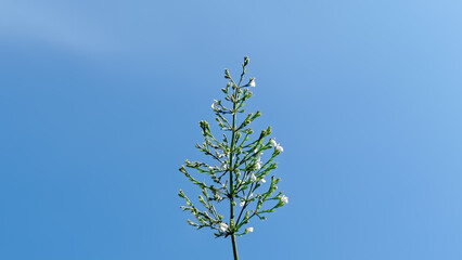 Wild grass flowers with a clear sky background during the day.