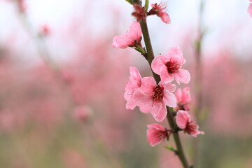 Obraz premium Prunus persica, Peach: It bears edible juicy fruits with various characteristics, most called peaches, and others, nectarines.