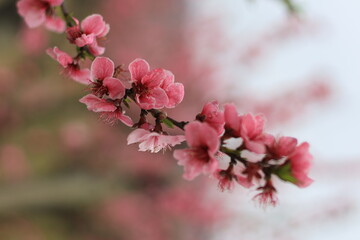 Prunus persica, Peach: It bears edible juicy fruits with various characteristics, most called peaches, and others, nectarines.