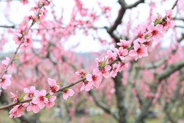 Prunus persica, Peach: It bears edible juicy fruits with various characteristics, most called peaches, and others, nectarines.