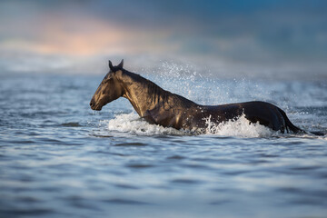 Black stallion run in water