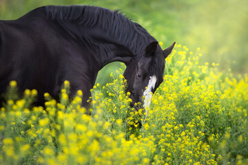 Black stallion on yellow flowers portrait