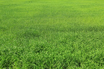 넓고 푸른 초록들판