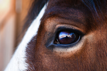 Portrait of a brown horse, close-up eye.