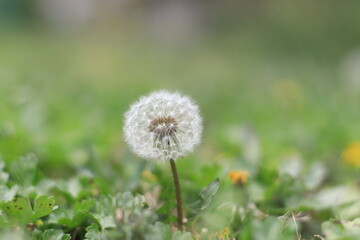 Spring, also known as springtime, is one of the four temperate seasons, succeeding winter and preceding summer.