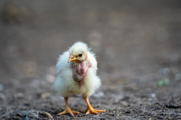 adorable newborn chick on the farm, agriculture concept, Slovakia