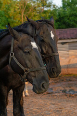 Fototapeta premium two adorable horses on the farm, countryside, pet photography
