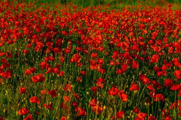 Obraz premium red poppy ( papaver ) field in beautiful light, Slovakia