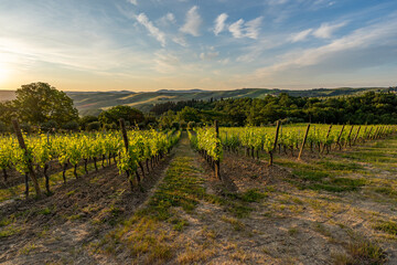 Fototapeta premium vineyards at sunrise, Tuscany, Italy
