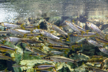 泳ぐ淡水魚の展示