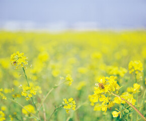 Fototapeta premium ミツバチと菜の花 利根川の河川敷の春 Bees and rape blossoms Spring on the riverbed of the Tone River