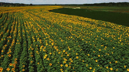 Obraz premium Aerial drone view flight over sunflower field on sunny summer day. Countryside landscape and panoramic view with blooming yellow sunflower flowers. Agricultural fields and farmland lands. Crop fields