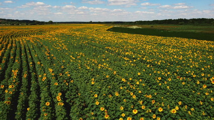 Aerial drone view flight over sunflower field on sunny summer day. Countryside landscape and panoramic view with blooming yellow sunflower flowers. Agricultural fields and farmland lands. Crop fields
