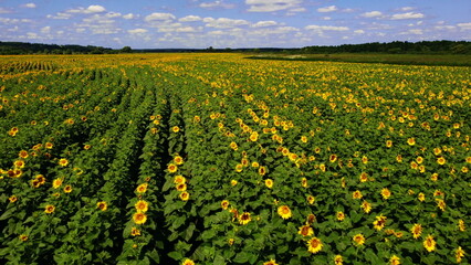 Fototapeta na wymiar Aerial drone view flight over sunflower field on sunny summer day. Countryside landscape and panoramic view with blooming yellow sunflower flowers. Agricultural fields and farmland lands. Crop fields