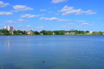 Obraz premium Swan in Lake Morton at city center of lakeland Florida 