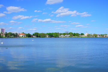 Swan in Lake Morton at city center of lakeland Florida	