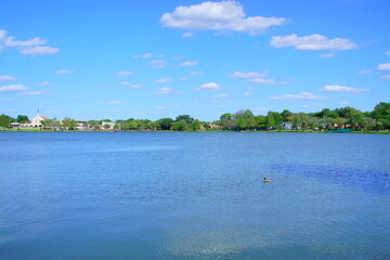 Swan in Lake Morton at city center of lakeland Florida	