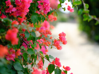 竹富島のブーゲンビリア