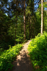 forest path among tall trees. beautiful travel scenery in natural park. scenic nature background on a sunny summer day.