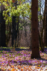 countryside park in spring. beautiful nature background on a sunny day. blooming crocus flowers on the ground