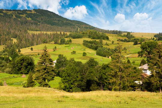 mountain landscape of carpathian alps. area of podobovets village at the foot of borzhava ridge. scenery with fresh green meadows and spruce trees in the distance. natural rural environment in summer