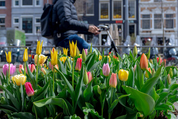 Selective focus of multi colour of tulip flowers in the pot placed along street during spring season, Blurred architecture traditional canal houses and bicycle as background, Amsterdam, Netherlands.