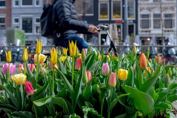 Cercles muraux Amsterdam Selective focus of multi colour of tulip flowers in the pot placed along street during spring season, Blurred architecture traditional canal houses and bicycle as background, Amsterdam, Netherlands.