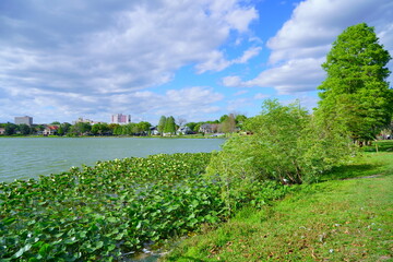 Fototapeta na wymiar Swan in Lake Morton at city center of lakeland Florida 