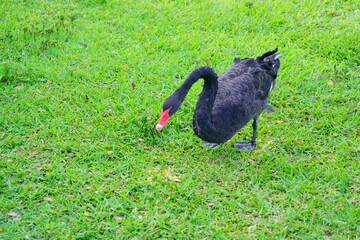 Swan in Lake Morton at city center of lakeland Florida	