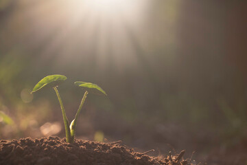 Growing plant,Young plant in the morning light on ground background, New life concept.Small plant on the ground in spring.