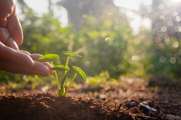 Growing plant,Young plant in the morning light on ground background, New life concept.Small plant on the ground in spring.