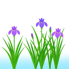 水辺に咲く花菖蒲のイラスト