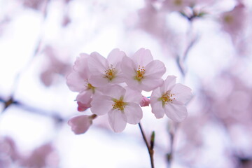 Obraz premium ほのかに香る桜