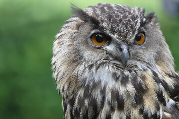 owl